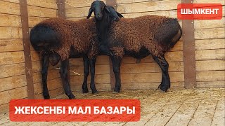 Шымкент Қой, ешкі бағасы22.09.24ж