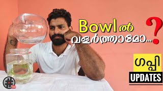 bowlൽ മീൻ വളർത്താമോ ? |എന്റെ ഗപ്പികളും|  can you keep fish in a bowl? | Guppy updates |