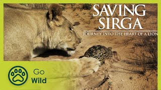 The Desert Lives - Saving Sirga: Journey Into the Heart of a Lion 3/6 - Go Wild