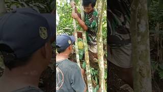 Cara unik membelah buah durian