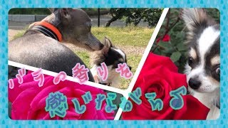 バラの香りに包まれてお散歩 ～A walk surrounded by the scent of roses～【チワワ＆イタグレ】