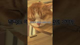 다들 폐렴 조심하세요 저 처럼 고생하지 말고🐱(노래 추천 해줄 사람🥹)#고양이영상 #관리자 #편집