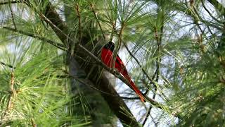 long tailed minivet singing in Kashmir