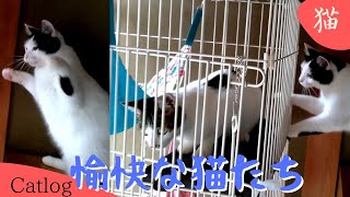 【Compilation】新しいオモチャとルーとチョロけんか😸 #保護猫 #子猫 #可愛い