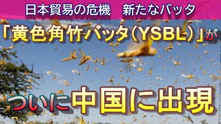 黄色角竹バッタ、中国からラオスにかけての東南アジアで大量発生で世界の食糧危機！ダム洪水問題でさらに深刻化【蝗害】