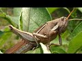 insetos fauna brasileira sertaneja gafanhotos e grilos animais silvestres selvagens brazilian brasil