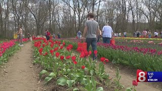 Wicked Tulips farm has become a wickedly-popular family destination