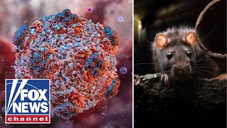 New TWIST in hantavirus outbreak as doctors examine FALSE positives