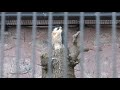 ハヤブサ 野毛山動物園 2017年12月16日