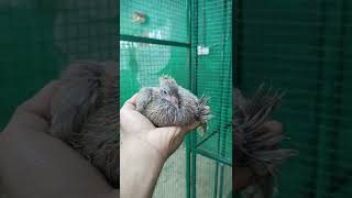 നമ്മളുടെ പുതിയ കുഞ്ഞിനെ കണ്ടോ? | Pigeon #shorts #viralshorts #pigeon #baby