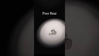 Poor Bear - Phasmophobia #shorts