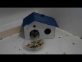 funny hamster trying to put big plate with food in the house on a smaller door