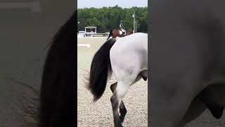 FLS Major Bounce Dressage, Ocala Winter II