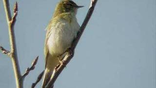 Lövsångare (phylloscopus trochilus)