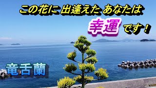 【田舎暮らし 稀少映像】超レア！ 世紀の植物 リュウゼツラン！ 100年に1度の開花? 一生に一度見れたらLucky！　山口県周防大島町のアオノリュウゼツラン