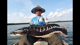 Giant Snakehead Big Mama Chado  Toman Fishing Thailand BKKGUY