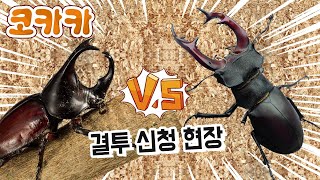 장수풍뎅이 사슴벌레 [Eng sub] Rhinoceros beetle, Stag beetle[코카카-동물]