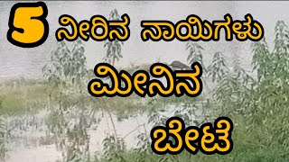 ಕೆರೆಯ ನೀರಿನಲ್ಲಿ ಐದು ನೀರು ನಾಯಿಗಳು ಮೀನಿನ ಬೇಟೆ ಆಡುತ್ತಿದೆ🐟🐟🐠@trend_kannadiga