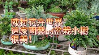 順德陈村花卉世界，這家園藝公司的盆栽小樹造型很美！一起隨樂叔來觀賞觀賞吧！