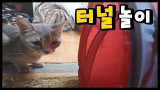 고양이】 러시안블루 고양이가 과연 집사에게 재롱을 부릴까?? (Cat and Daily routine)