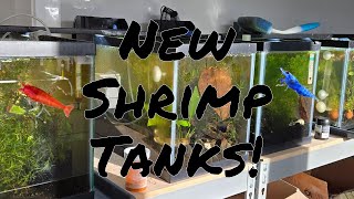 Setting Up New Shrimp Racks