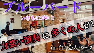 【ピアノ🎹】ブルーバード／いきものがかりを白い恋人パークで弾いていたら、どんどん人が集まってきて…！！