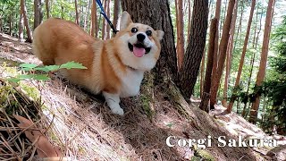 赤松林を歩くコーギー / Corgi walking in the red pine forest