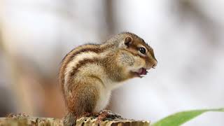 [4K] やっと冬眠から目覚めたエゾシマリス  chipmunk