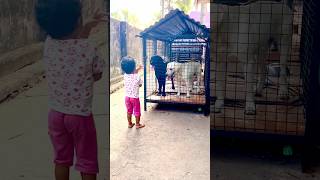 ഇത് തന്നെയാവും അവൻ അവരോട് പറഞ്ഞത് 😂#shortsfeed #subscribetomychannel #pets #shortstrending #yshorts