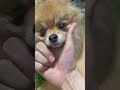 あごのせ✨　 ポメラニアン pomeranian きなこ shorts 小型犬 dog あごのせ 芸