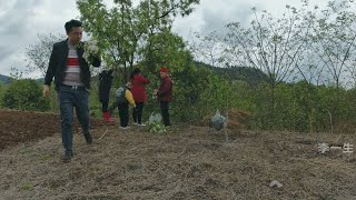 今天去挖草药，挖了蒲公英和金钱草，还摘了槐树花，准备做槐花饼