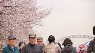 제8회 불광천 벚꽃축제