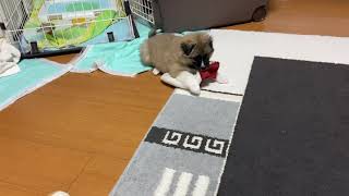 ボールのおもちゃで遊んで欲しい飼い主とやっぱりスリッパが好きな子犬