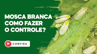 MOSCA BRANCA - Como fazer o controle? Confira!