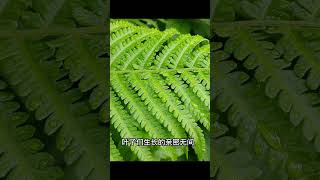 #shorts #plant #波士顿蕨是多年生的常青蕨类植物