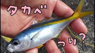 西伊豆まで来て雑魚釣りです＞＜　タカベが居ましたよ＾＾