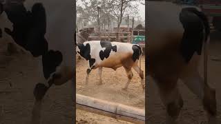 Cow unloading | কুষ্টিয়া বালিয়াপাড়া গরুর হাট থেকে গরু আনলোডিং হওয়ার দৃশ্য দেখুন