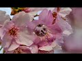 大仙公園の桜（２０２２年３月１１日）lumix dc s5