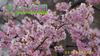 大仙公園の桜（２０２２年３月１１日）LUMIX DC S5