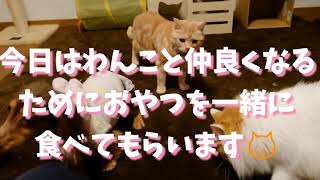 🍒先住犬とおやつで仲良くなろう🎵#保護猫 #犬猫同居