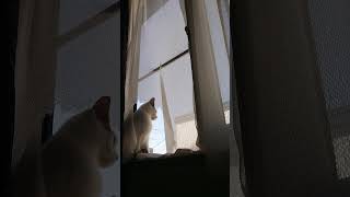 子猫と窓と空と破れたレース【スコティッシュフォールド】 #shorts