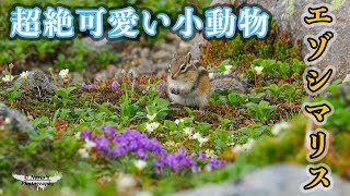 エゾシマリス ( Chipmunk ) Re- Edit | 超絶可愛い北海道の小動物 | 4K UHD |#fujifilm #hokkaido #wildlife #animal