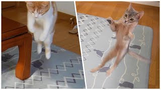 ママの足の影にダイブする猫【スコティッシュフォールド】【アビシニアン】