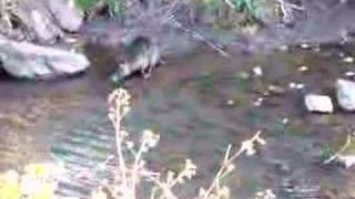 Nutria - A Giant Water Rat