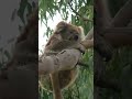 kola animals taking a nap in a tree