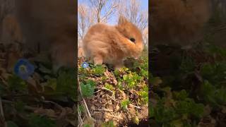 可愛的一群兔子家庭。A cute rabbit family. かわいいウサギの家族。एक प्यारा खरगोश परिवार. 귀여운 토끼 가족. #rabbit #cute #bunny