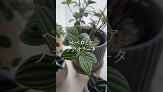 【育てやすい植物5選】