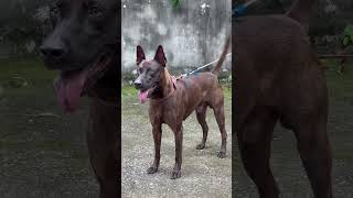 ［音量注意⚠️］兇猛台灣黑狗吠叫 Taiwan dog can bark