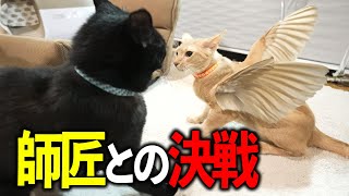 師匠に何度やられても挑む『不死鳥ねこ』が可愛い