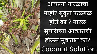 आपल्या नारळाचा मोहोर सुकून फळगळ होते का ? नारळ सुपारीच्या आकाराची होऊन सुकतात का? Coconut Solution